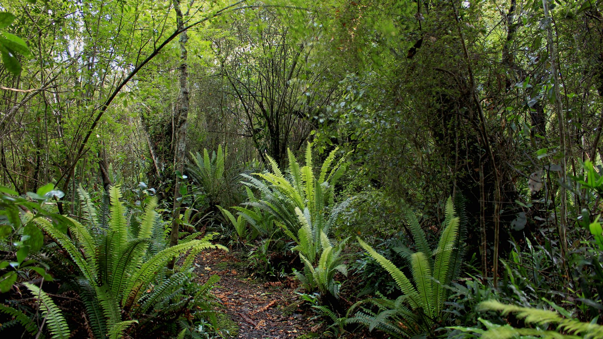 Earthlore The Catlins New Zealand nature based tours and activities.